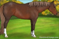 Horse Color:Liver Chestnut 