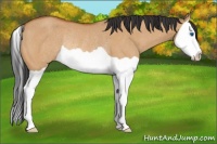 Horse Color:Bay Dun Splash Rabicano