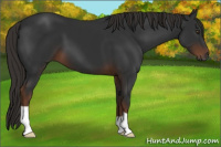 Horse Color:Gray Liver Chestnut