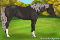 Horse Color:Gray Silver Black 
