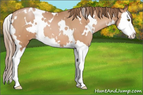Horse Color:White Spotted Brown Pearl Splash 