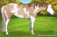 Horse Color:White Spotted Brown Pearl Splash 