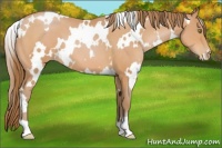 Horse Color:White Spotted Bay Pearl 