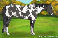 Horse Color:White Spotted Black 