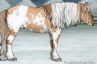 Horse Color:White Spotted Bay Pearl 