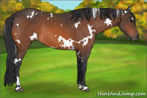 Horse Color:White Spotted Bay 