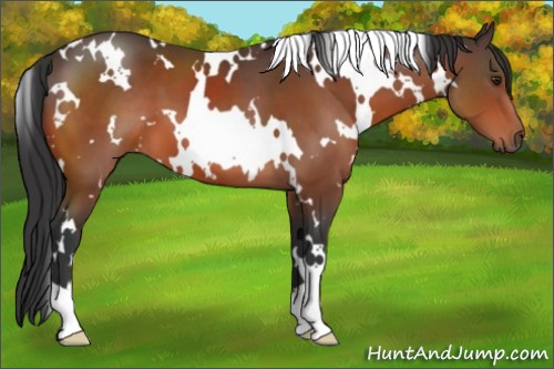 Horse Color:White Spotted Bay 