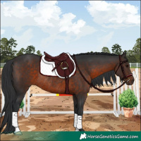 Horse Color:Brown Rabicano 