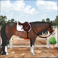 Horse Color:Brown Sabino Rabicano 