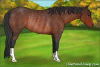 Horse Color:Brown Rabicano 
