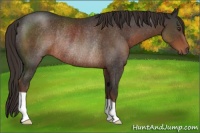 Horse Color:Liver Chestnut Rabicano
