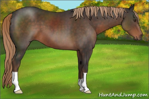 Horse Color:Liver Chestnut