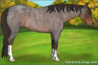 Horse Color:Liver Red Roan
