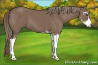 Horse Color:Liver Red Dun Sabino 