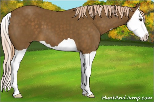 Horse Color:Chocolate Palomino Splash