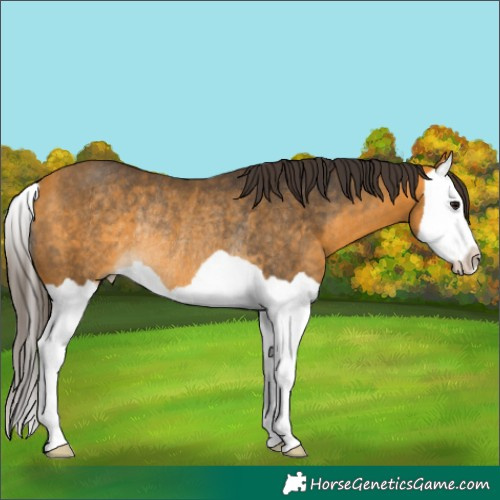 Horse Color:Buckskin Splash Rabicano 