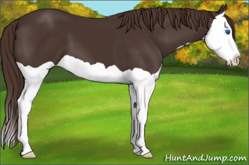 Horse Color:Liver Chestnut Splash 