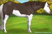 Horse Color:Liver Chestnut Splash 