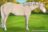 Horse Color:Cremello Sabino