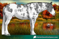 Horse Color:White Spotted Black Sabino 