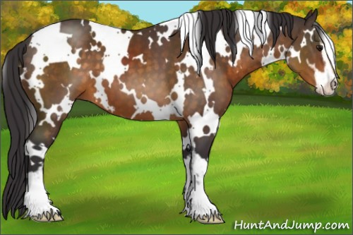 Horse Color:White Spotted Buckskin Sabino 