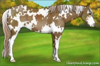 Horse Color:White Spotted Chocolate Palomino Sabino 