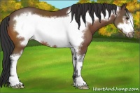 Horse Color:Bay Sabino Frame