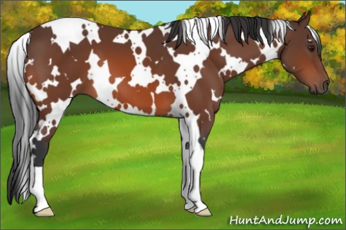 Horse Color:White Spotted Bay