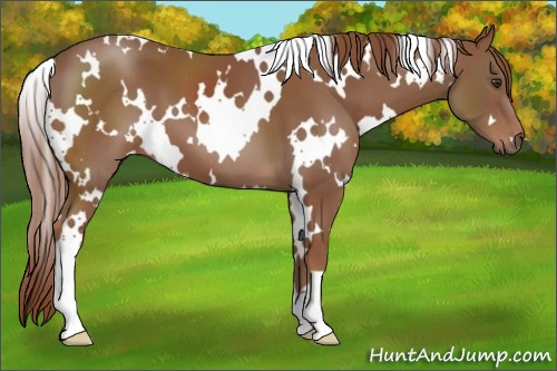 Horse Color:White Spotted Chestnut