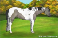 Horse Color:Grullo Tobiano