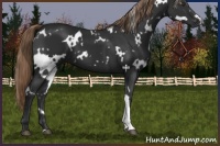 Horse Color:White Spotted Liver Chestnut