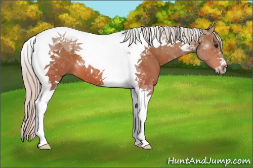 Horse Color:Silver Bay Tobiano