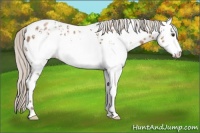 Horse Color:White Spotted Silver Black Pearl Appaloosa 