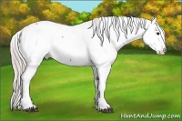 Horse Color:Silver Black Appaloosa 