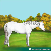 Horse Color:Brown Dun Appaloosa 