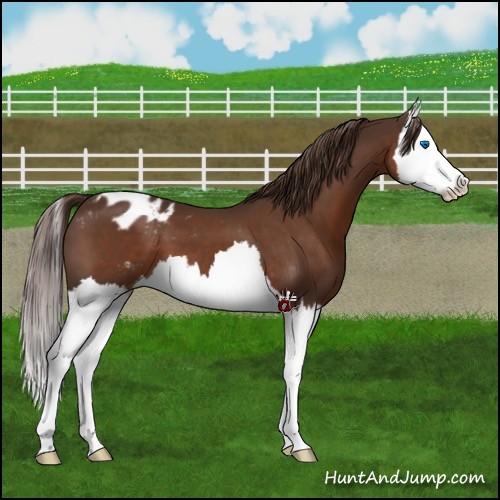 Horse Color:Liver Chestnut Splash Appaloosa 