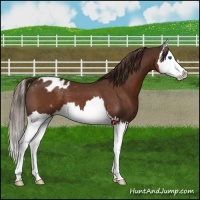 Horse Color:Liver Chestnut Splash Appaloosa 