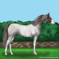 Horse Color:Liver Red Roan Sabino Varnish 