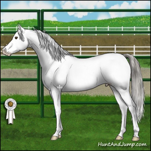 Horse Color:Liver Chestnut Mushroom Appaloosa 
