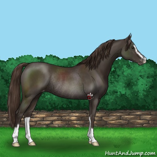 Horse Color:Liver Chestnut Sabino Varnish Rabicano