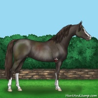 Horse Color:Liver Chestnut Sabino Appaloosa Rabicano