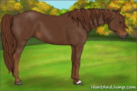 Horse Color:Gray Chestnut 