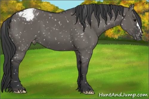 Horse Color:Grullo Appaloosa 