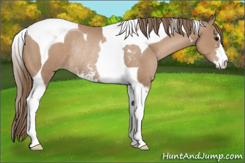 Horse Color:Black Pearl Sabino Tobiano Rabicano