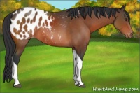 Horse Color:Brown Tobiano Blanket Rabicano 