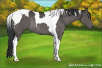 Horse Color:Black Tobiano Rabicano