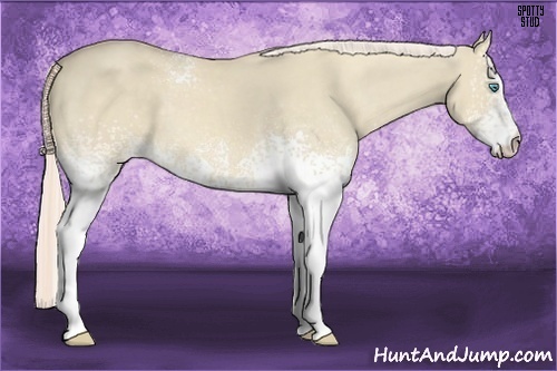 Horse Color:White Spotted Cremello Dun 