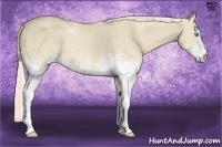 Horse Color:White Spotted Cremello Dun 