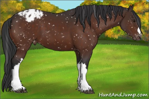 Horse Color:Brown Appaloosa 