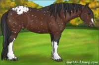 Horse Color:Brown Appaloosa 